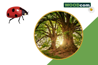 Boomschors en Biodiversiteit