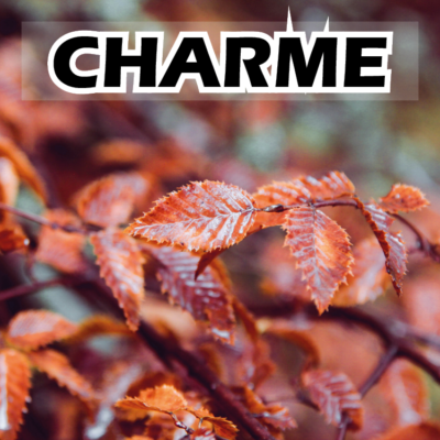 CHARME - BOIS DE CHAUFFAGE