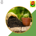 Compo Sana® potgrond cactussen & vetplanten